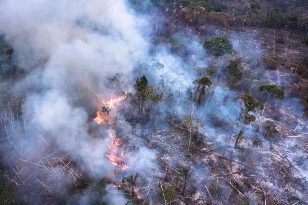 Em 3 meses, Mata Atlântica perde 75 campos de futebol por dia