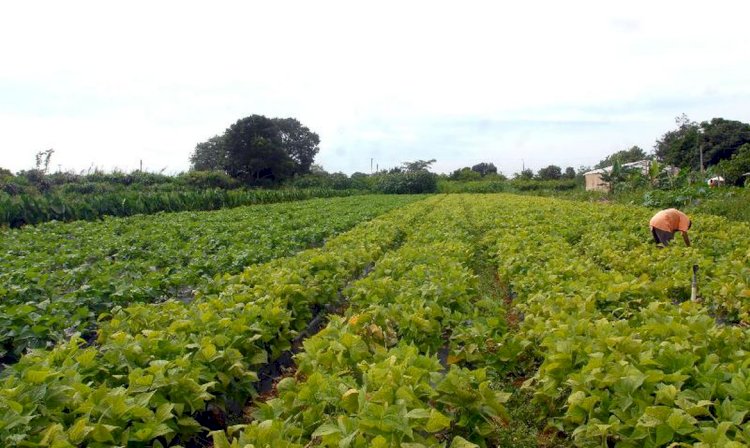 Plantas bem cuidadas alimentam melhor e ajudam o clima, diz movimento