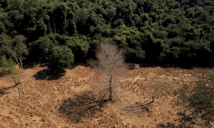 Brasil perde 15?florestas naturais em quase 40 anos, diz MapBiomas