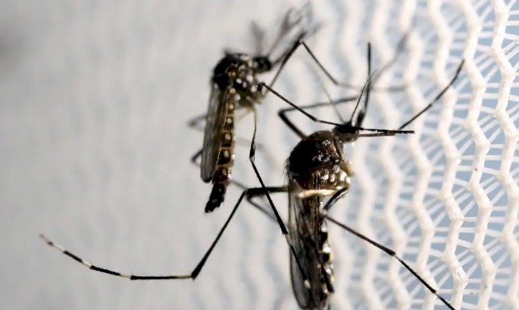 Geral SP tem quatro casos de dengue tipo 3, sem circulação há 15 anos