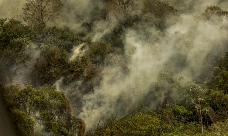 Três onças foram encontradas mortas devido ao fogo no Pantanal