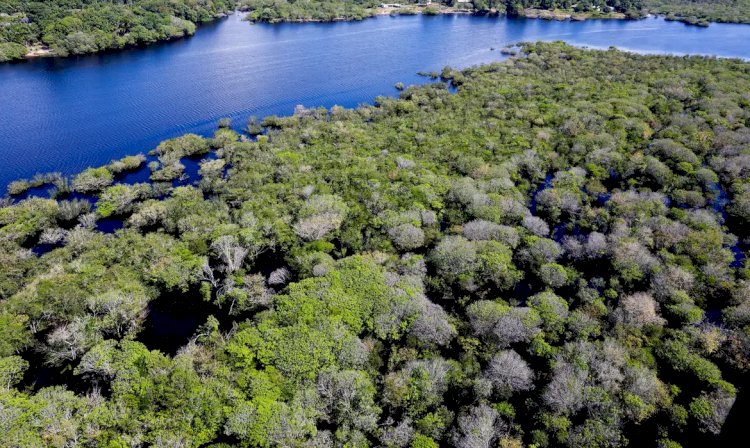 Saiba como títulos verdes possibilitam reflorestamento na Amazônia