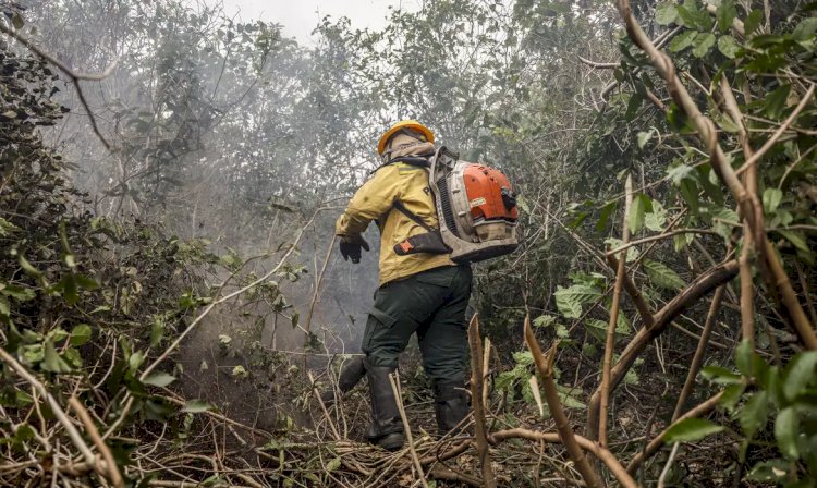 Dino manda governo ampliar combate ao fogo na Amazônia e no Pantanal