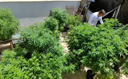AGU pede mais tempo para regular uso da cannabis medicinal
