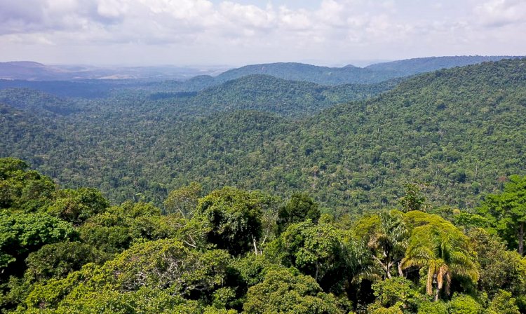 Petrobras faz primeira compra de créditos de carbono