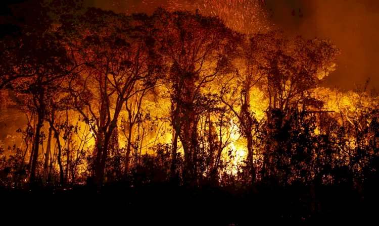 Pantanal tem mais de 3 mil incêndios em novembro; recorde histórico