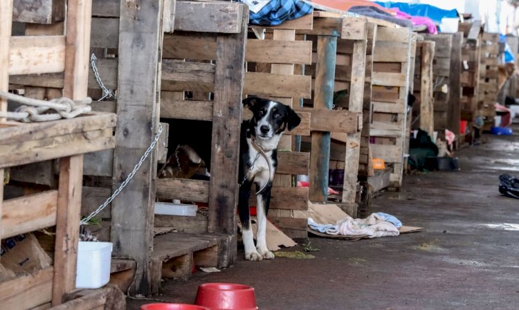 Cidades do RS terão recursos federais para atender animais resgatados