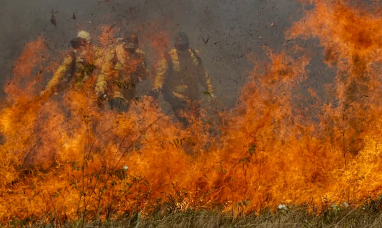 Pantanal acumula em 12 meses mais de 9 mil focos de incêndio