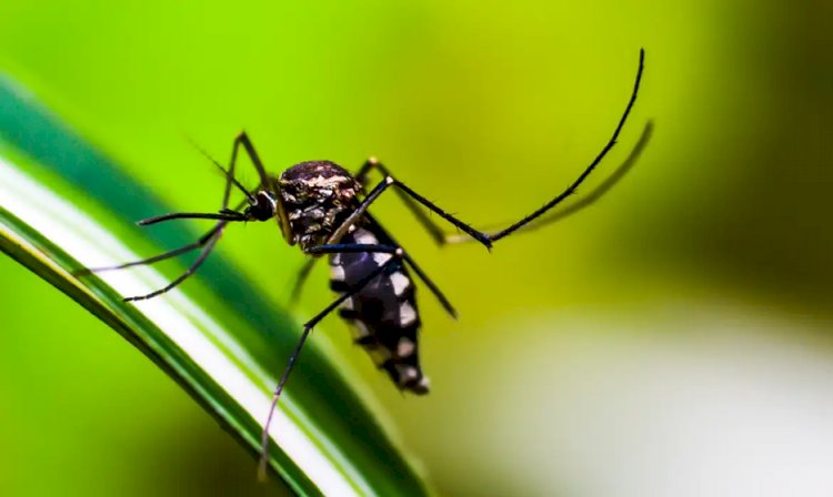 SP: desigualdade na saúde concentra nas zonas norte e leste